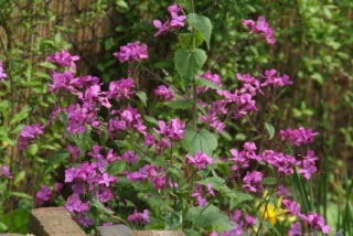 Lunaria annua Tuinjudaspenning  bestellen